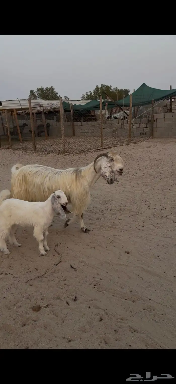عنز ضروبه 2