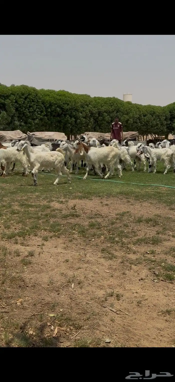 للبيع جفرات مشاريك فاخره تآسيس مراح 2