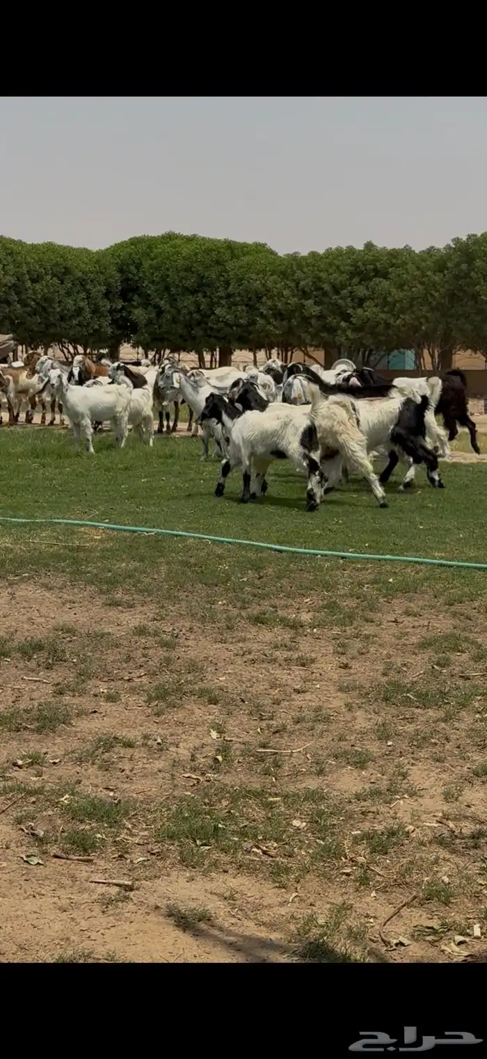 للبيع جفرات مشاريك فاخره تآسيس مراح 6
