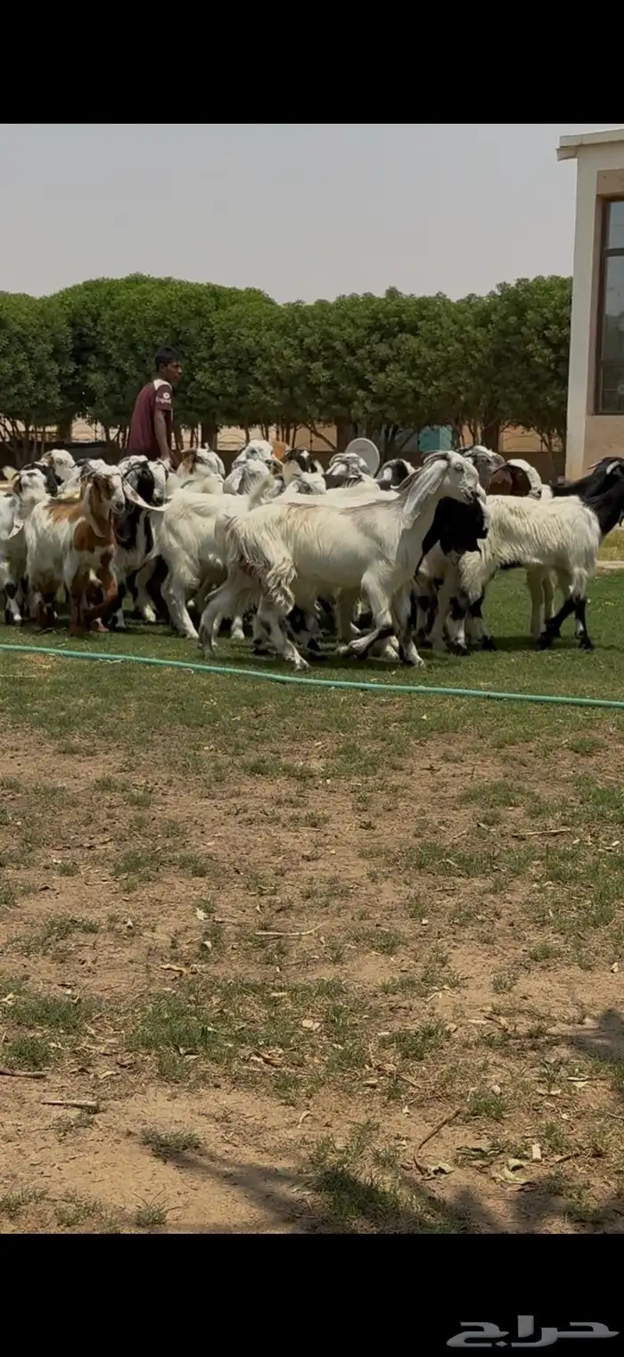 للبيع جفرات مشاريك فاخره تآسيس مراح 0