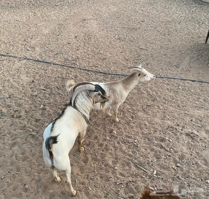تيس وعناق مضرع اقزام صينيه 4
