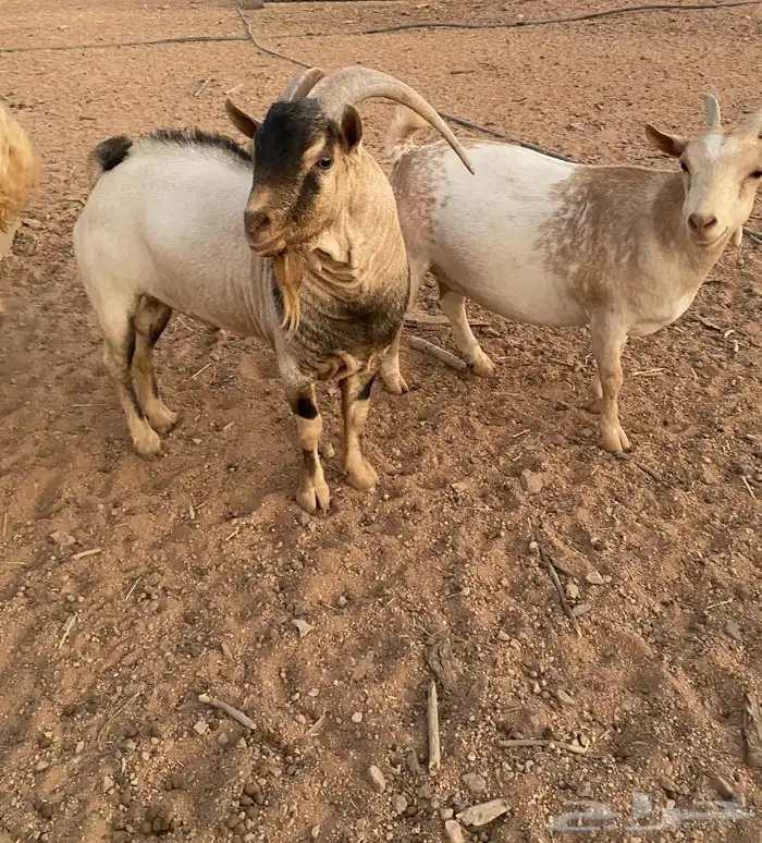 تيس وعناق مضرع اقزام صينيه 5