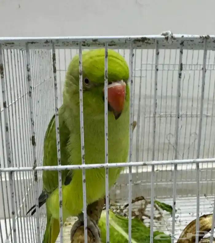 للبيع الدره 1