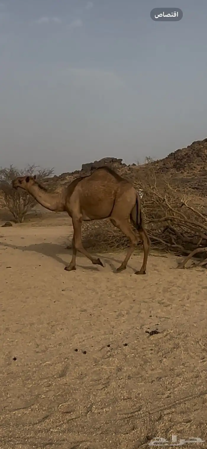 بكره لقيه صفراء باتليه للبيع جنوب بيشه 6