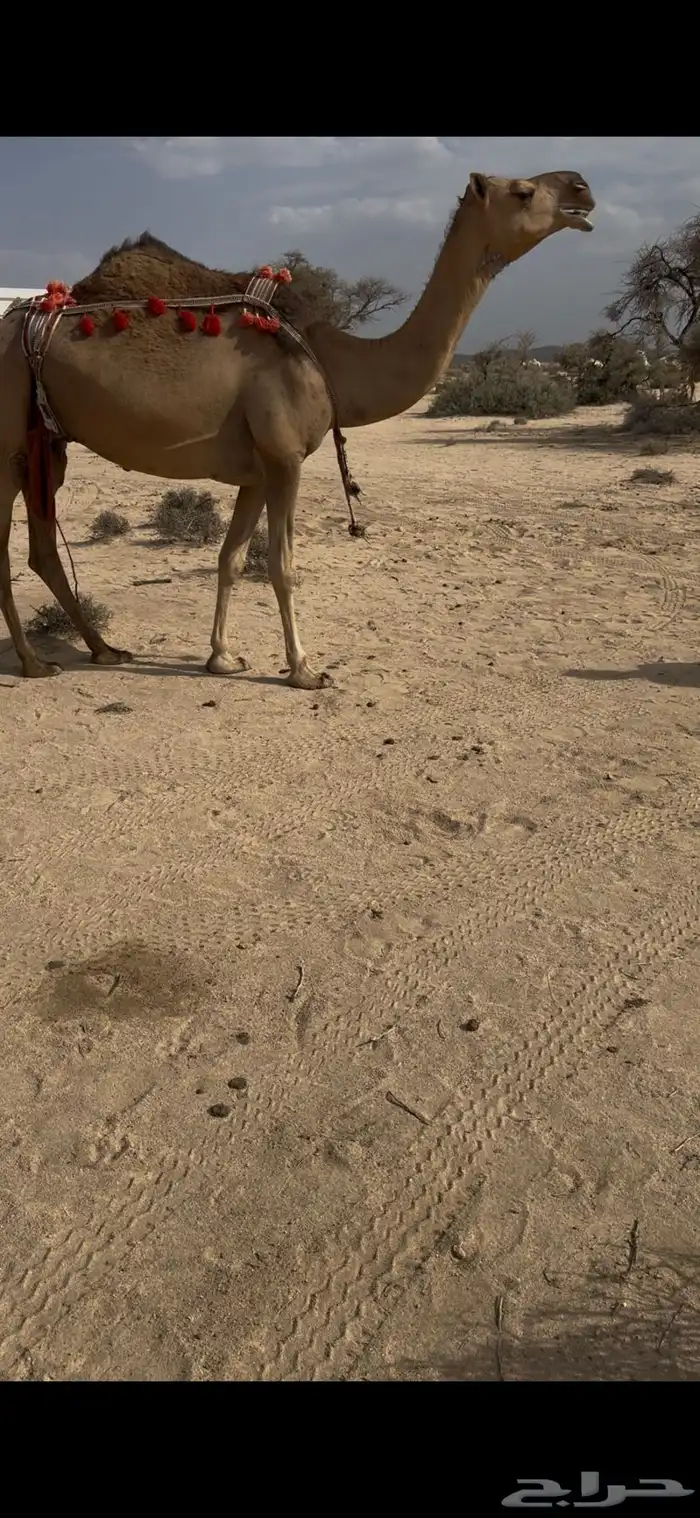 خلفه حمرا دم الحليب سطل وهديه سنها ثنيه يطلع الربع 18