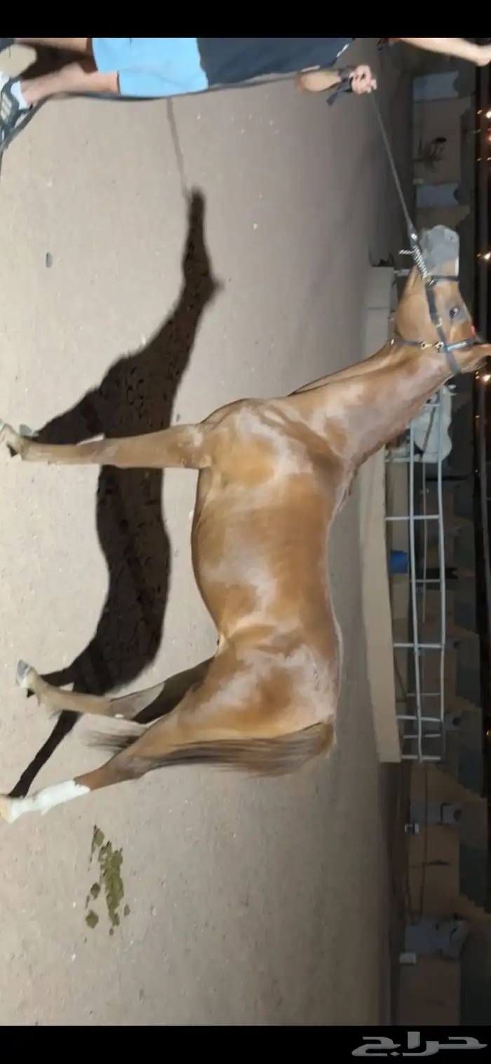 مهر واهو جمال 0