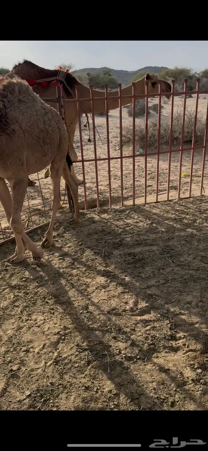 خلفه حمرا دم الحليب سطل وهديه سنها ثنيه يطلع الربع 5