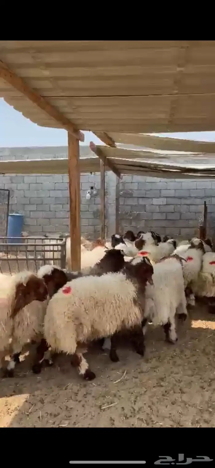 ذبايح نعيم بلدي بري 0