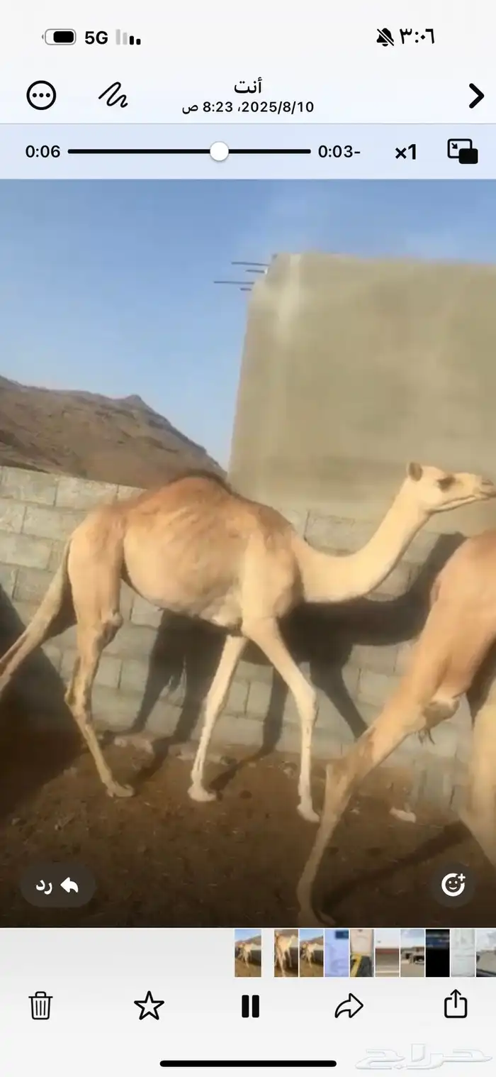 بكرتين مغلقه شحم 1