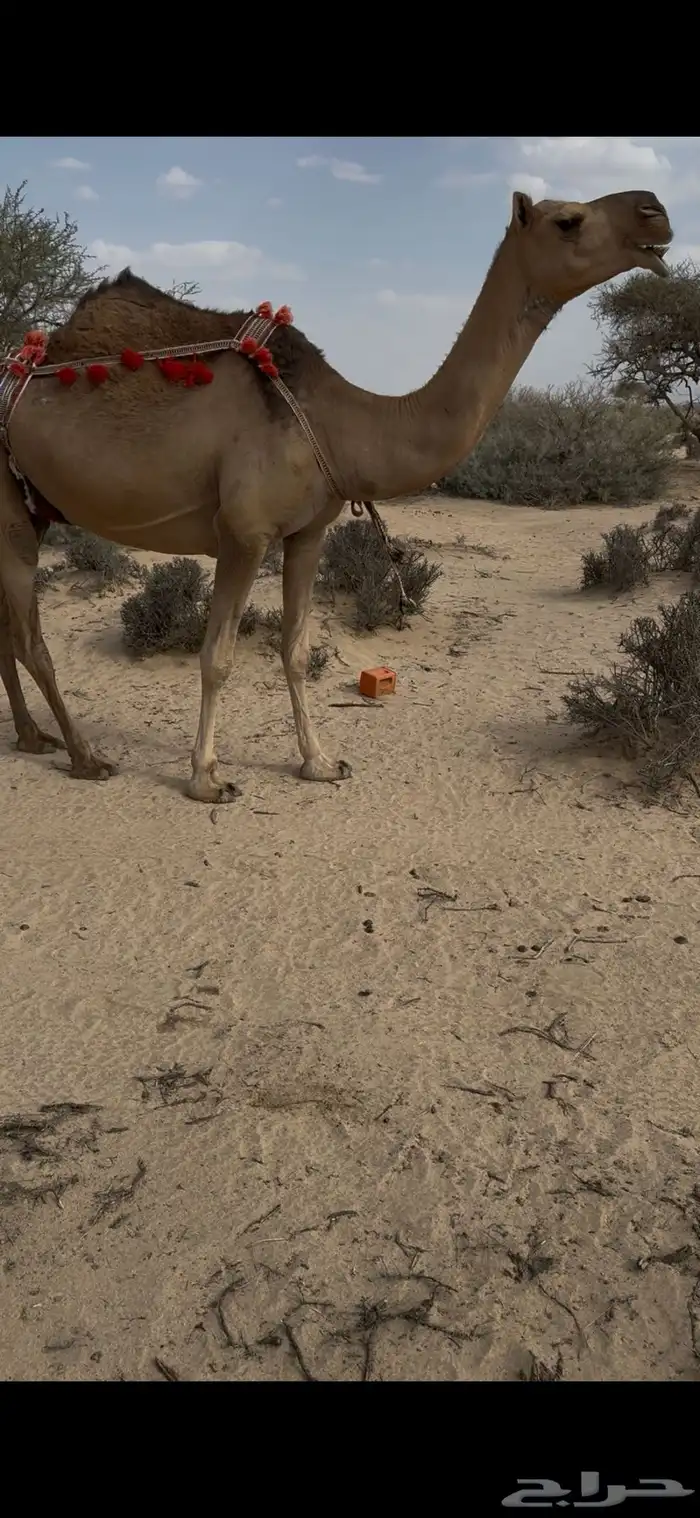 خلفه حمرا دم الحليب سطل وهديه سنها ثنيه يطلع الربع 21