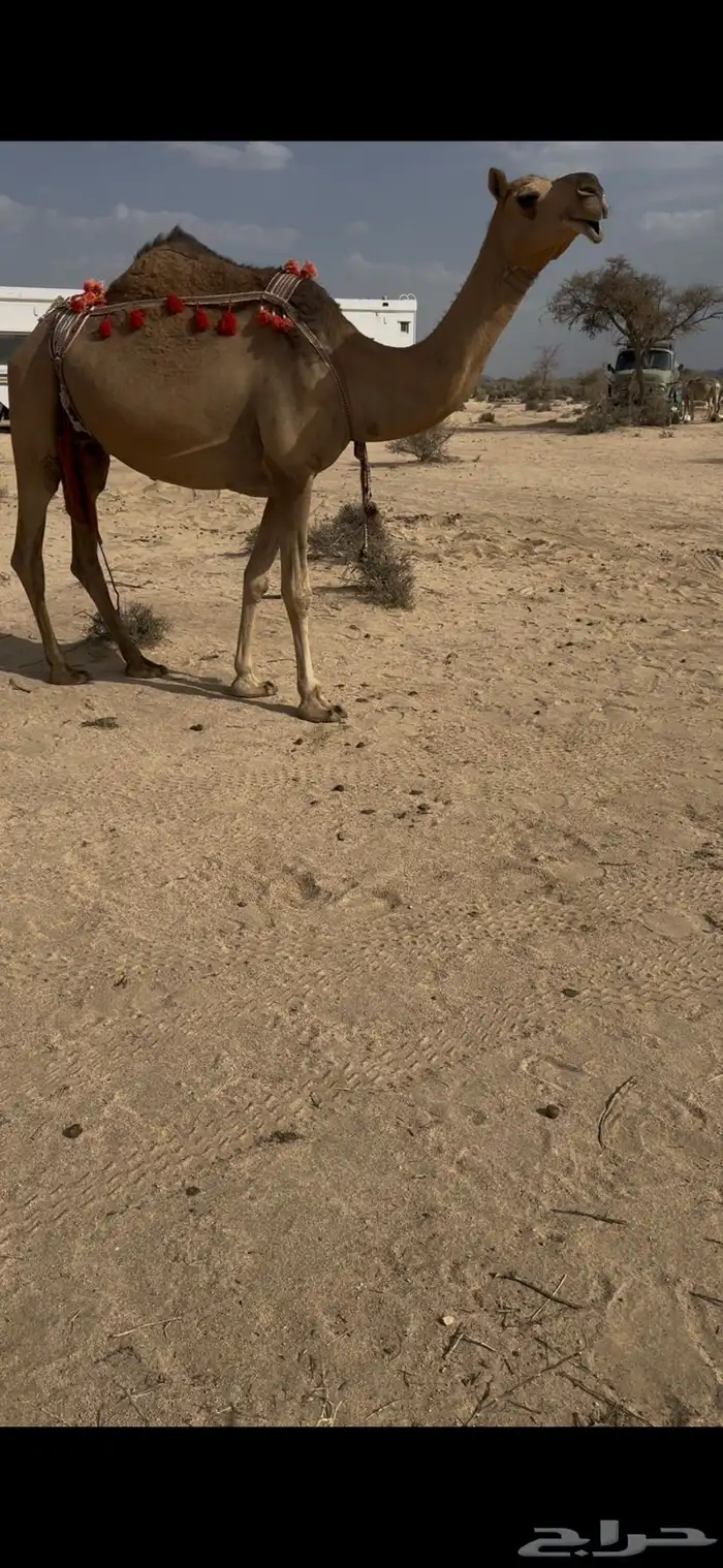 خلفه حمرا دم الحليب سطل وهديه سنها ثنيه يطلع الربع 28