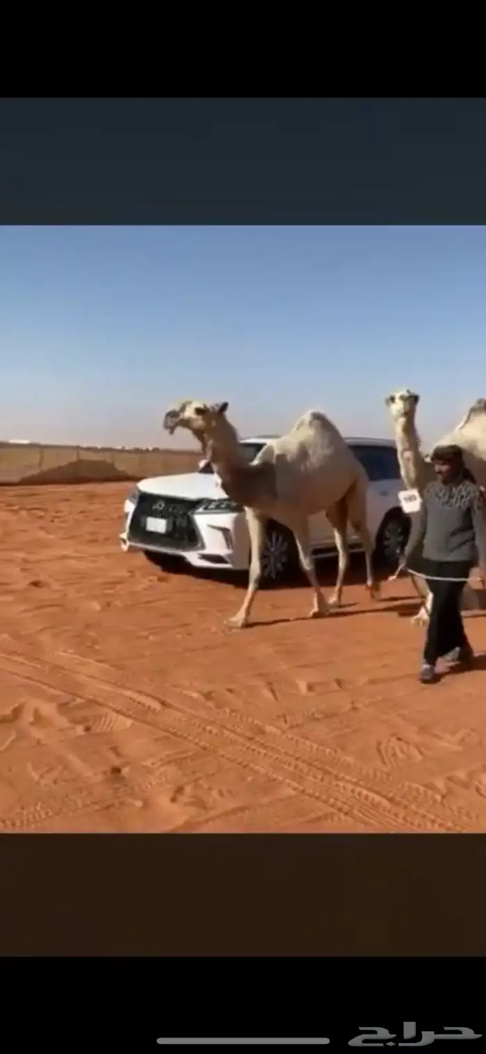 قعود تمامي طيب 2