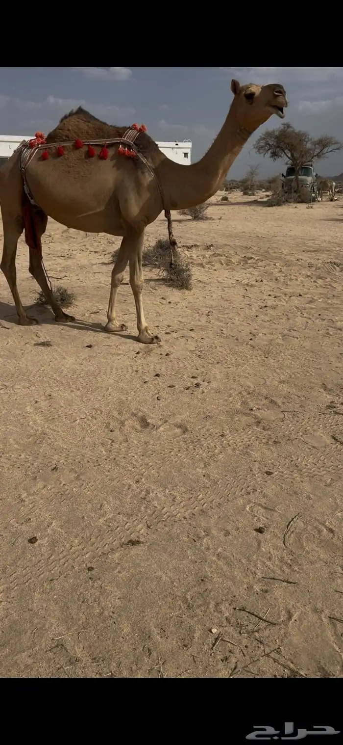 خلفه حمرا دم الحليب سطل وهديه سنها ثنيه يطلع الربع 15