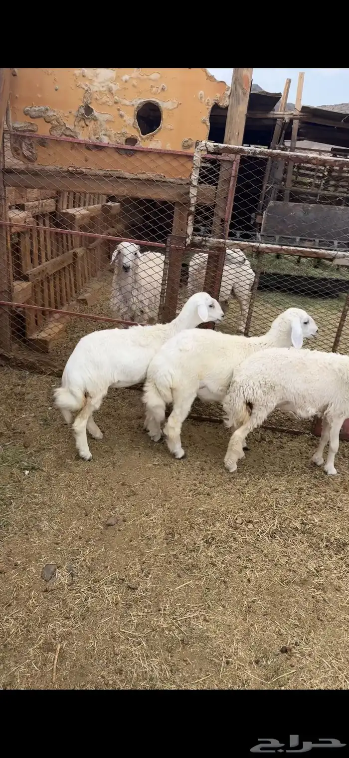 ذبائح حريه ثلاجه ومناسبات 9