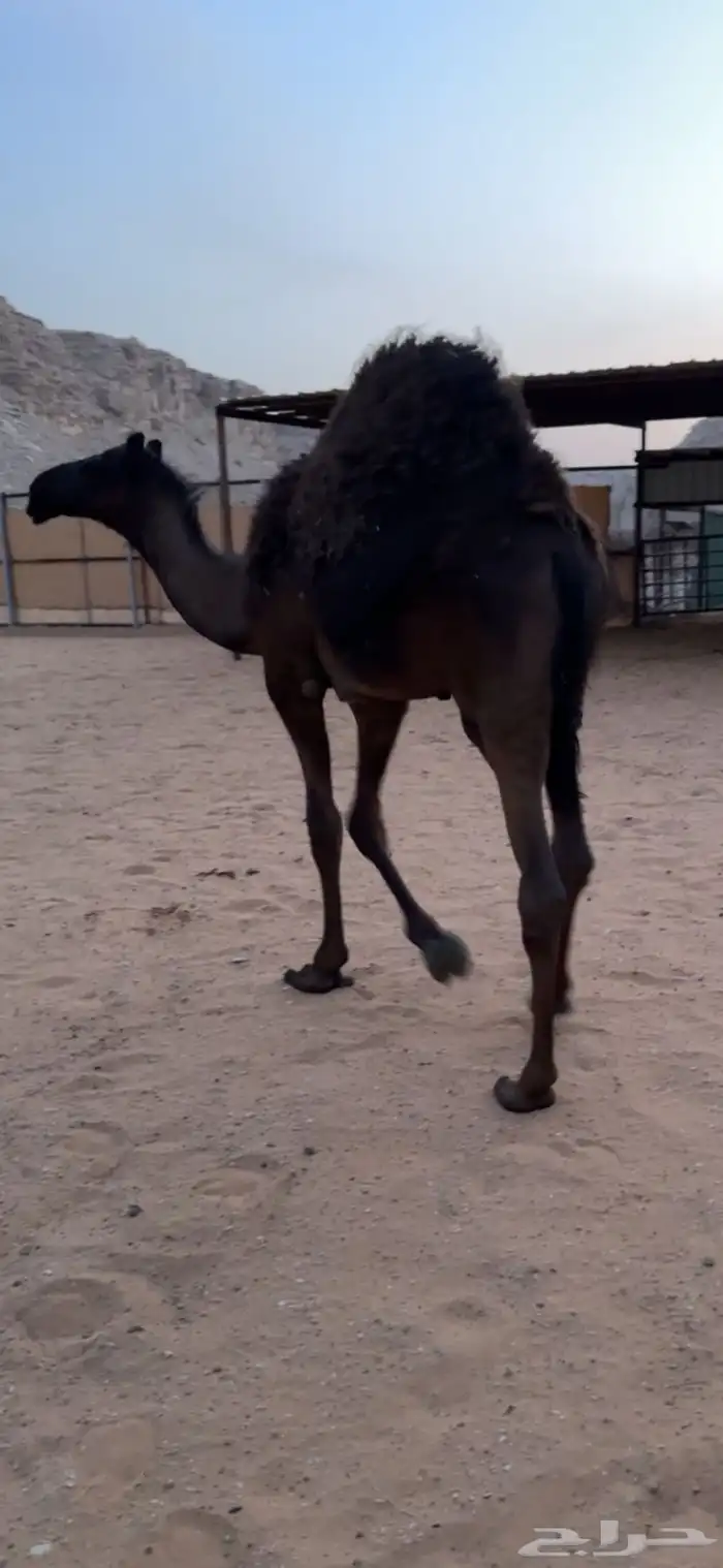 قعود مجهم كفوو 2