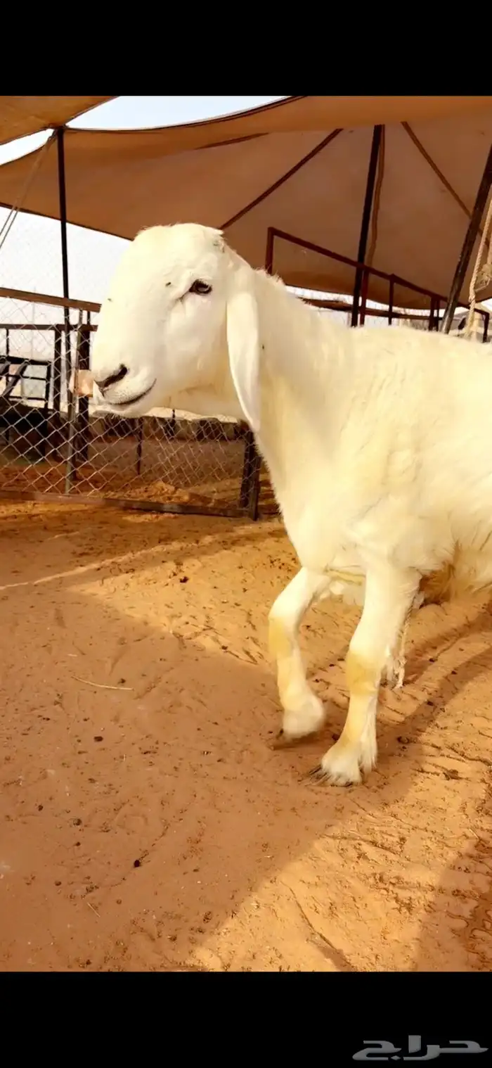 طلي مشروع فحل 1