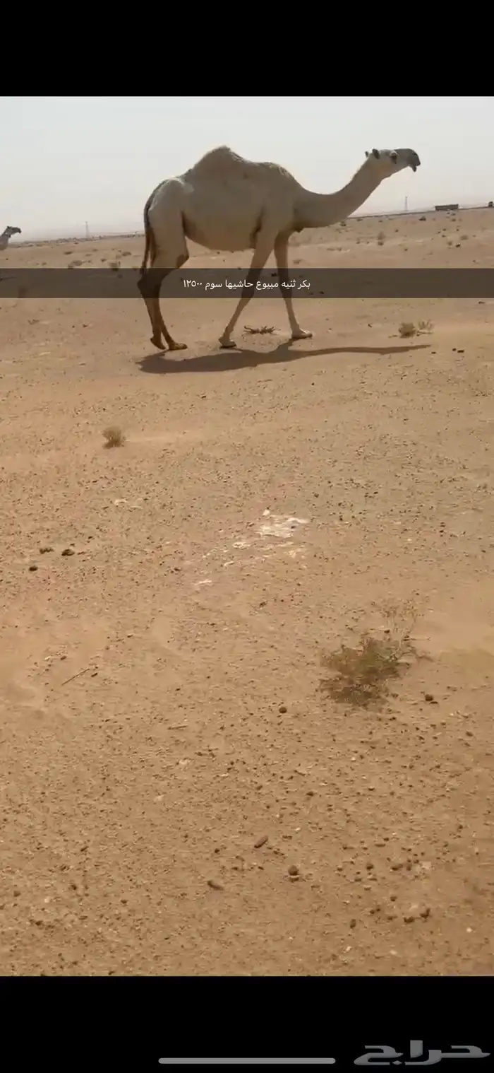 عشاير كفو 1