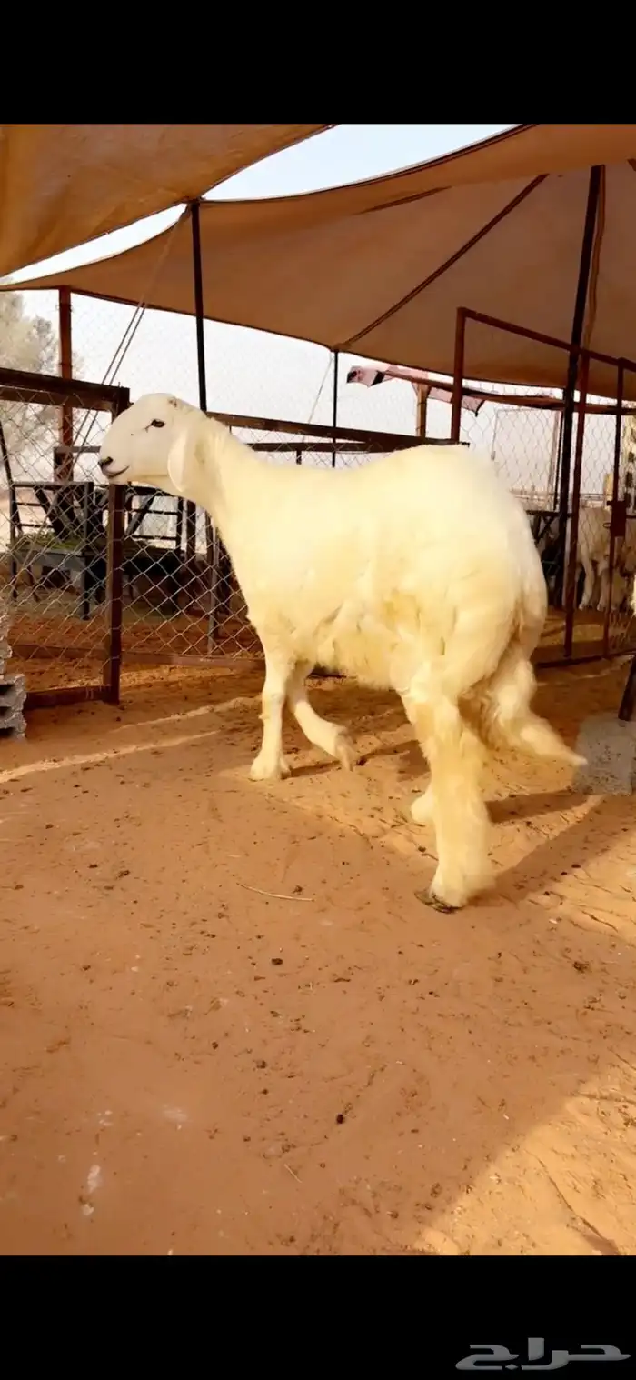 طلي مشروع فحل 0