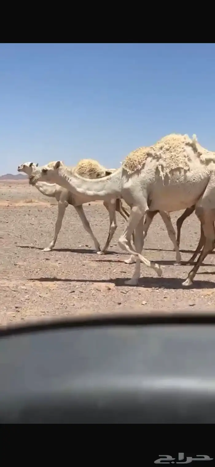 بكره مفروده عليانيه كفو اطيب من الصور 1