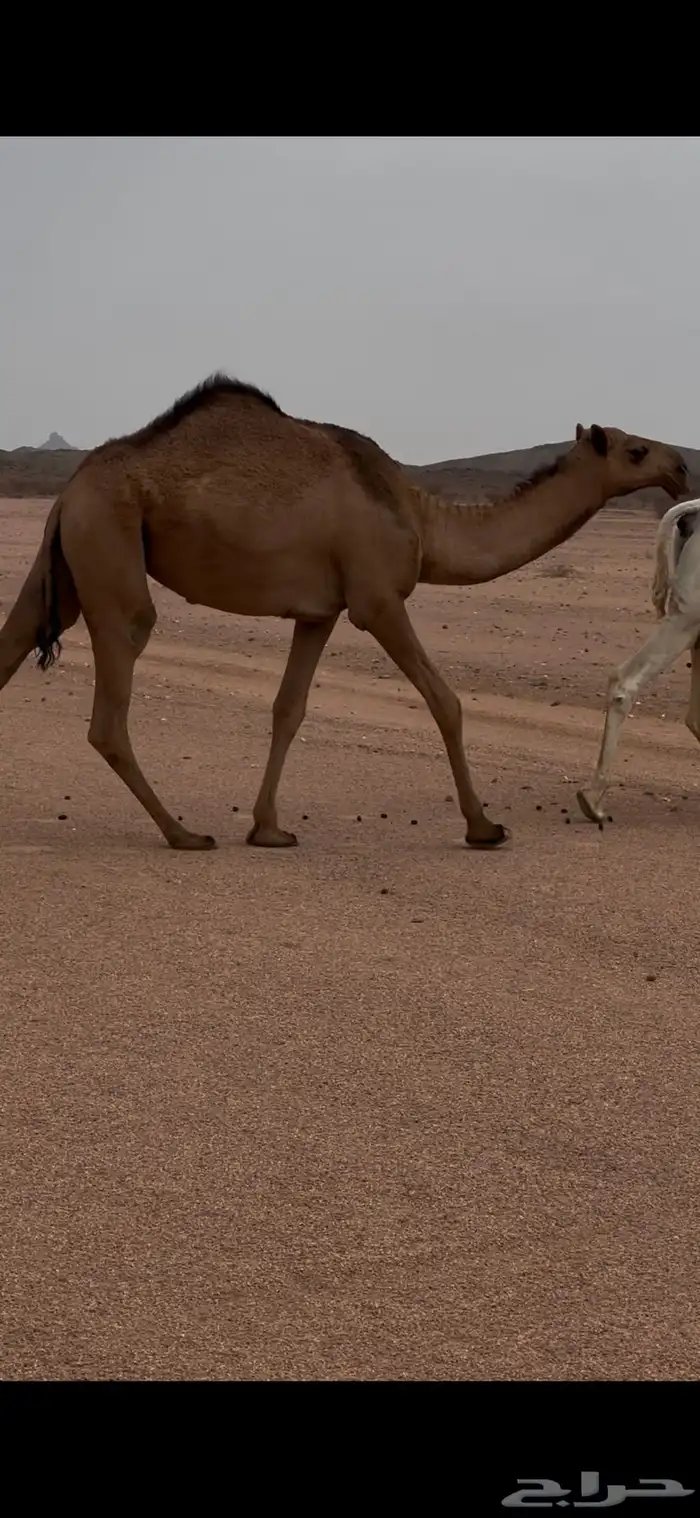 بكره لقيه صفراء باتليه للبيع جنوب بيشه 2