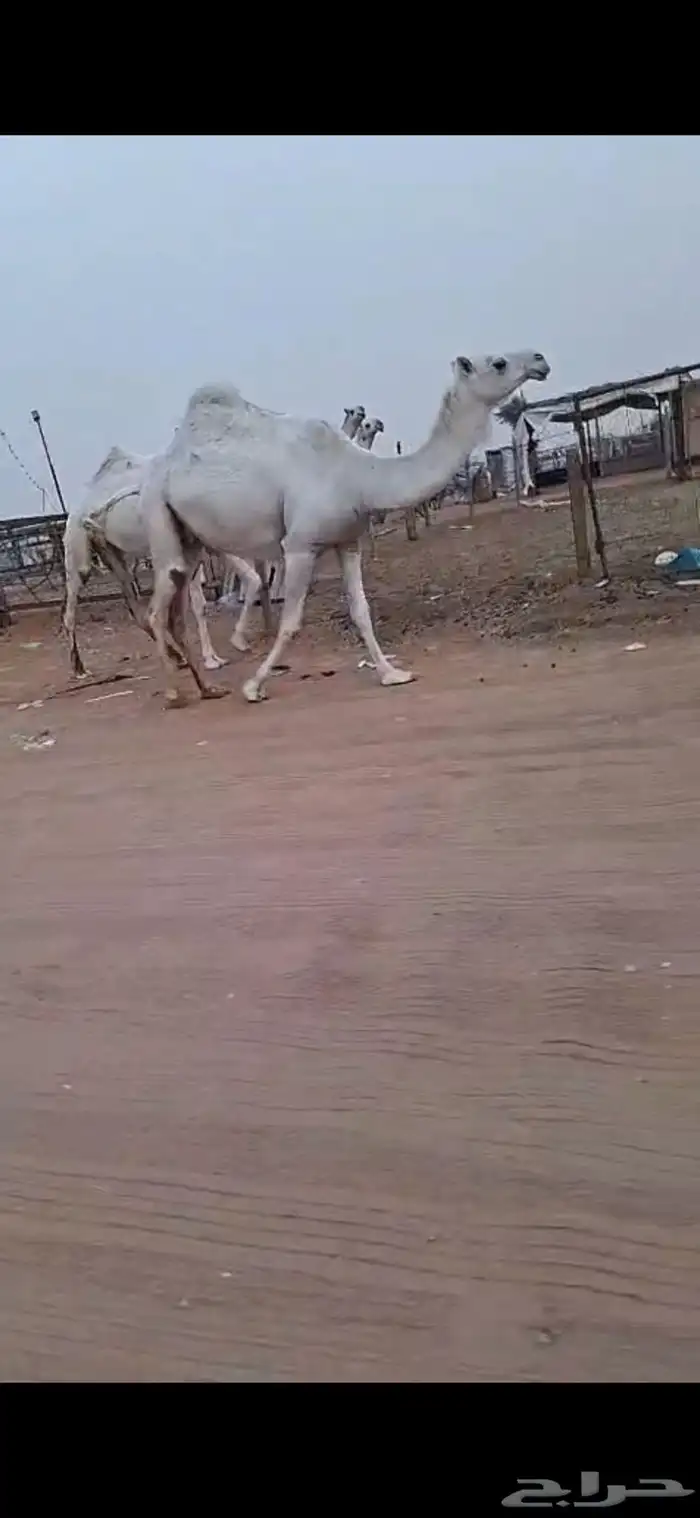 لقحات 2