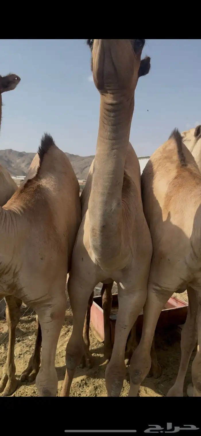 قعدان للبيع 1
