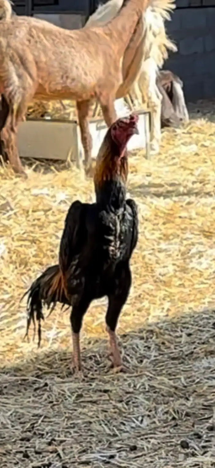 دجاجه باكستاني معها فروخ 3