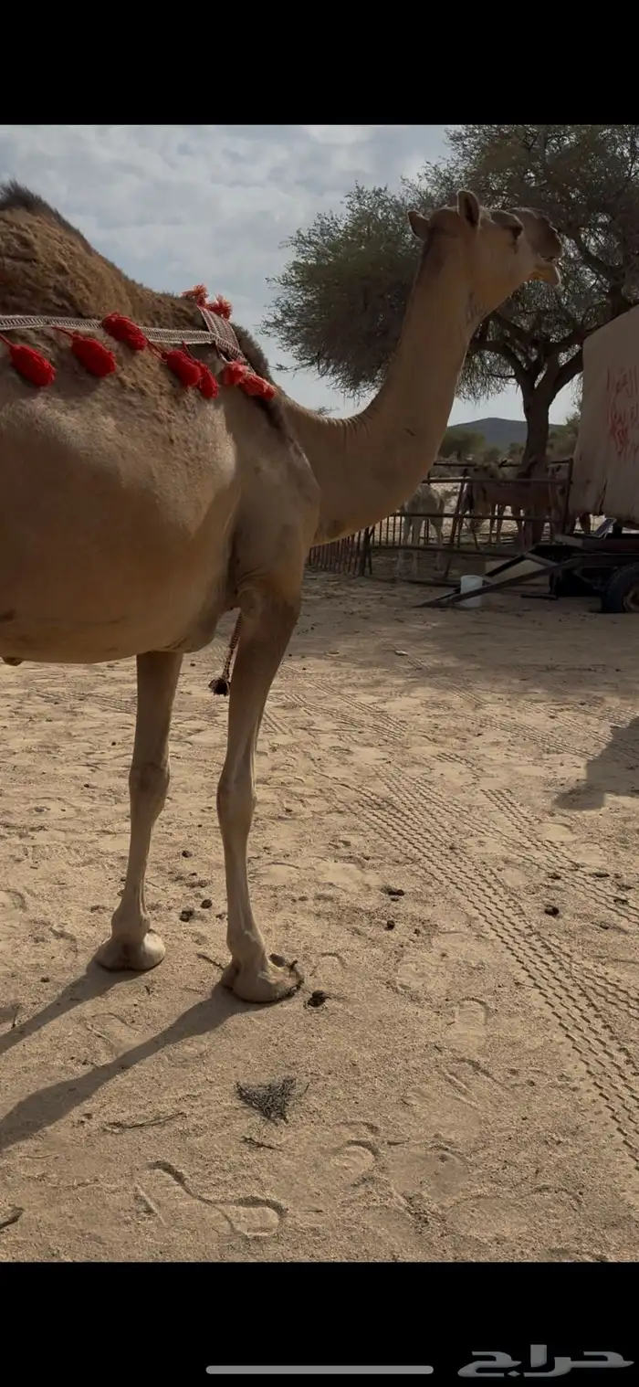 خلفه حمرا دم الحليب سطل وهديه سنها ثنيه يطلع الربع 14