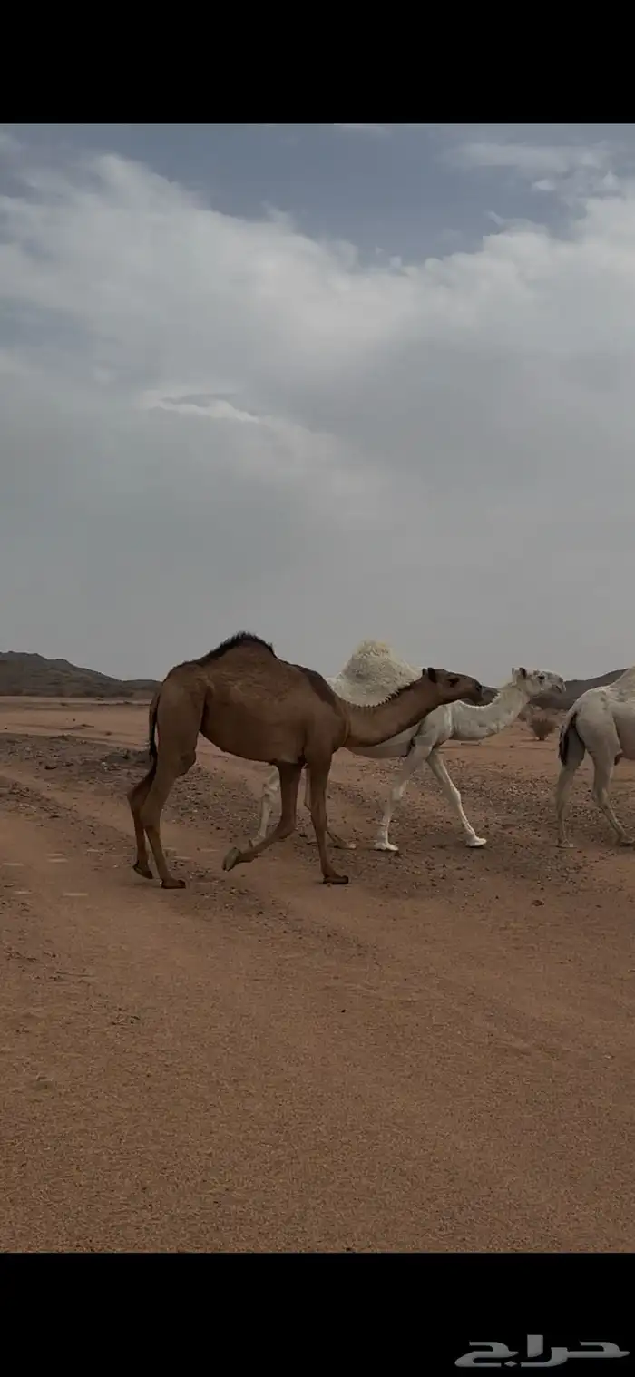 بكره لقيه صفراء باتليه للبيع جنوب بيشه 4