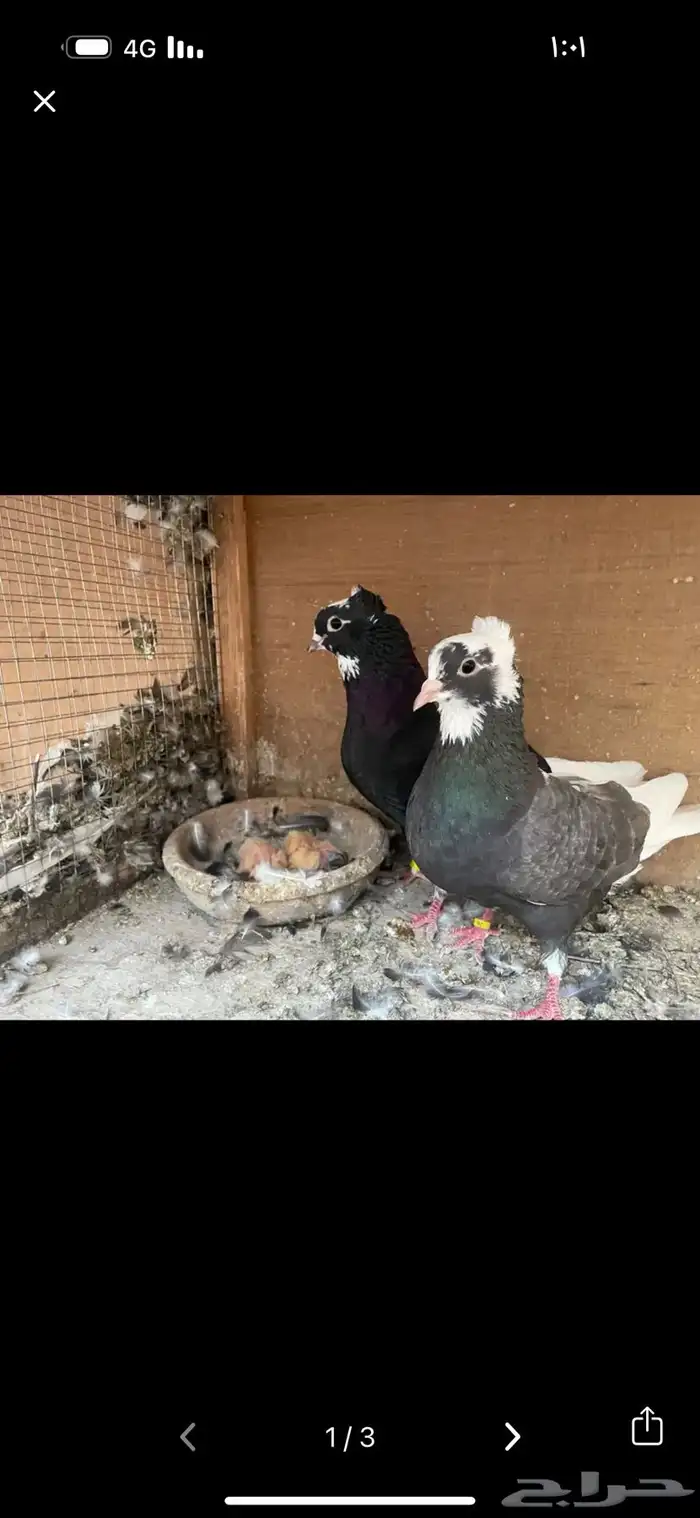 للبيع جوز حمام قطيفي قلاب 0