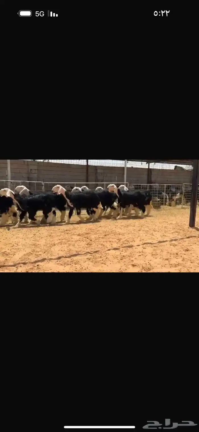 عرض بيع جذعات 0