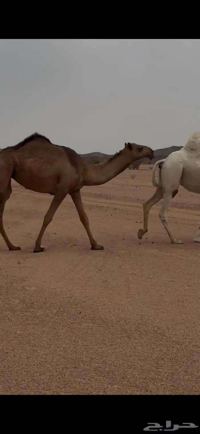 بكره لقيه صفراء باتليه للبيع جنوب بيشه 3