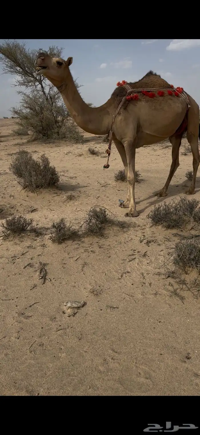 خلفه حمرا دم الحليب سطل وهديه سنها ثنيه يطلع الربع 30