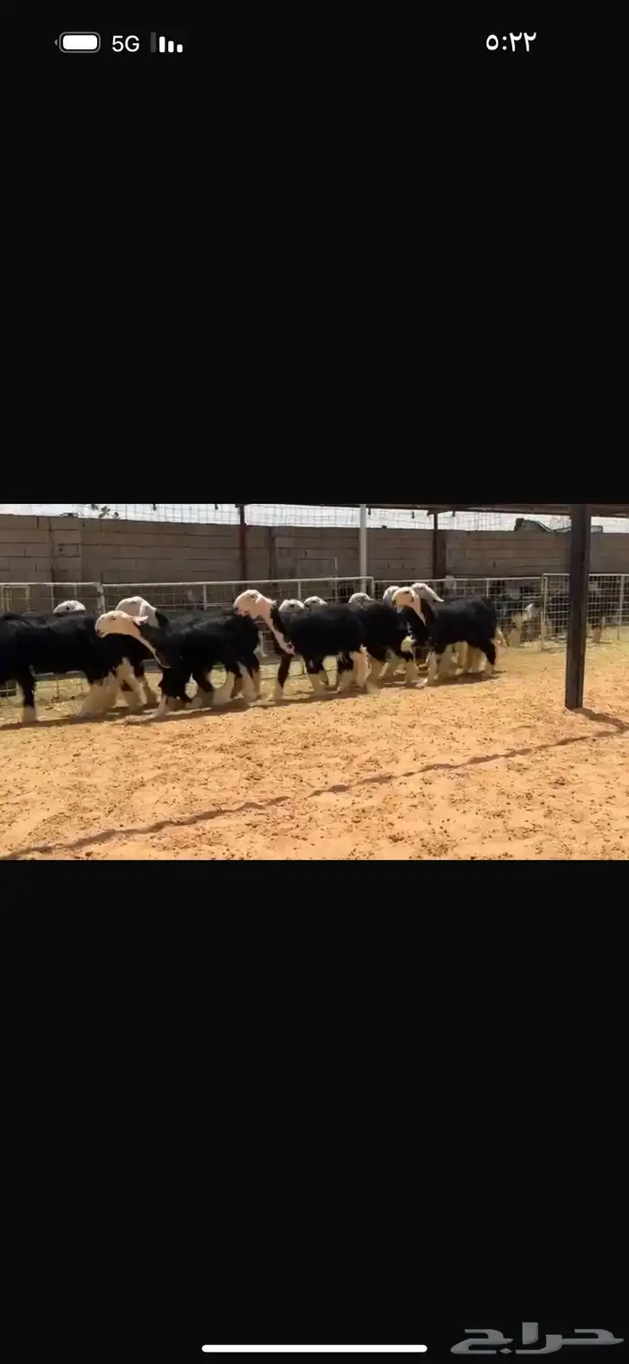 عرض بيع جذعات 1