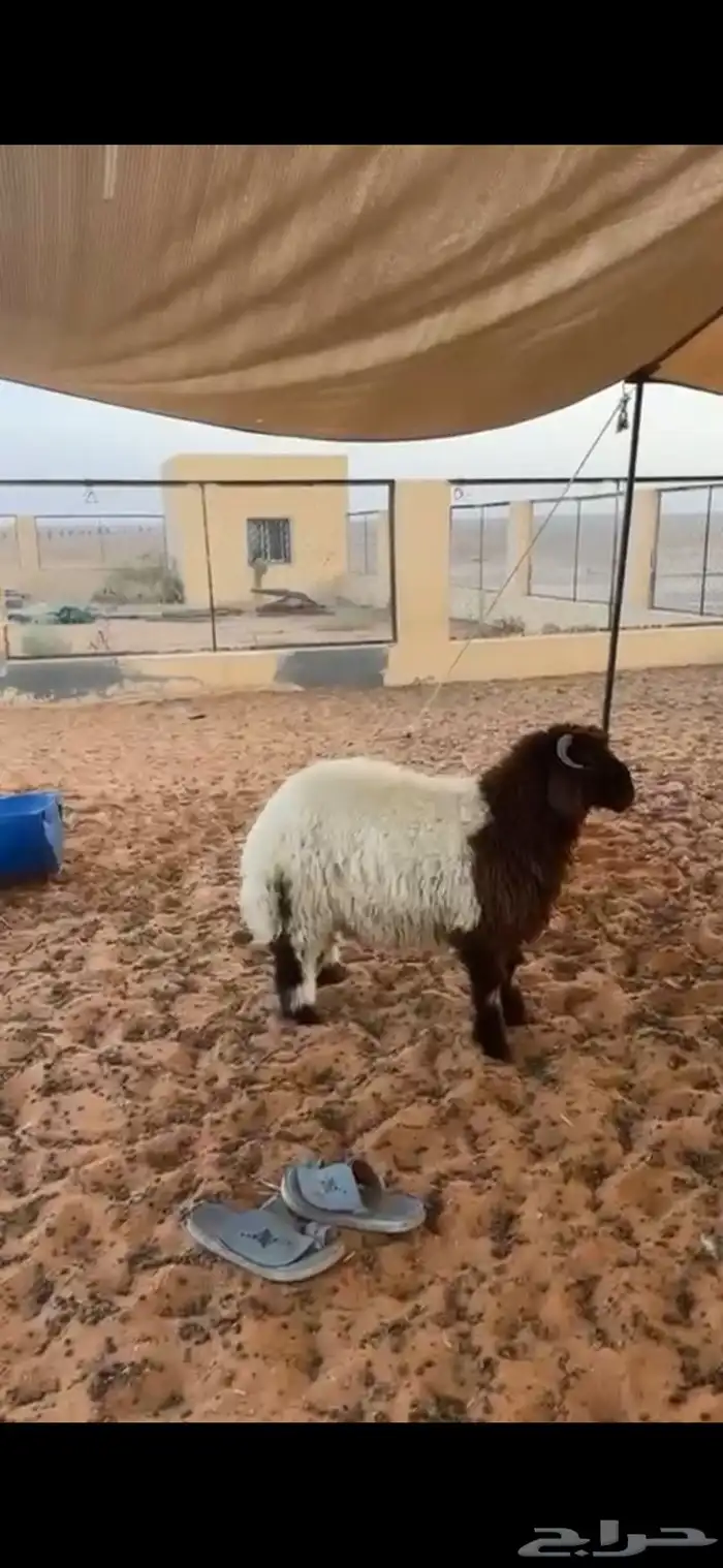 خروف نعيمي مغلق شحم فل الفل طيب بالحيل 0
