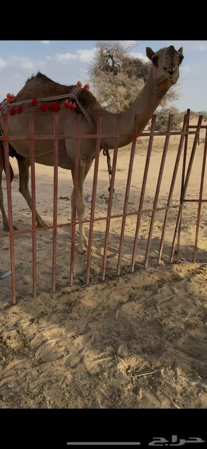 خلفه حمرا دم الحليب سطل وهديه سنها ثنيه يطلع الربع 12