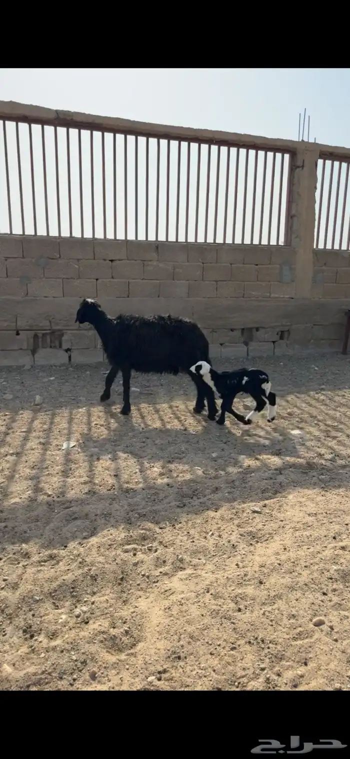 مطفل نجدية للبيع 6
