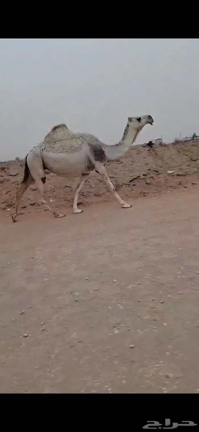 لقحات 0