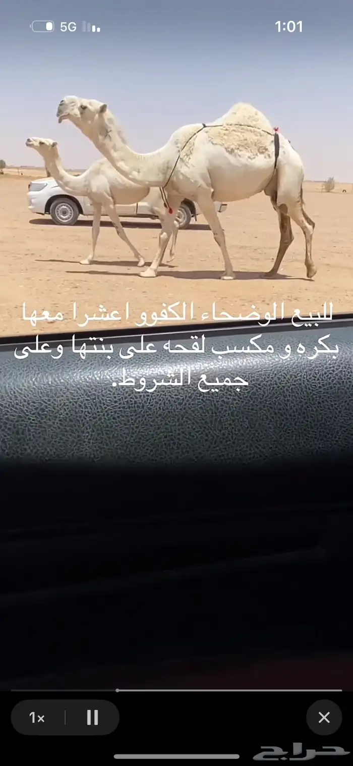 لبيع مكسب القحه مع البكره إلا توصل الصامل 0