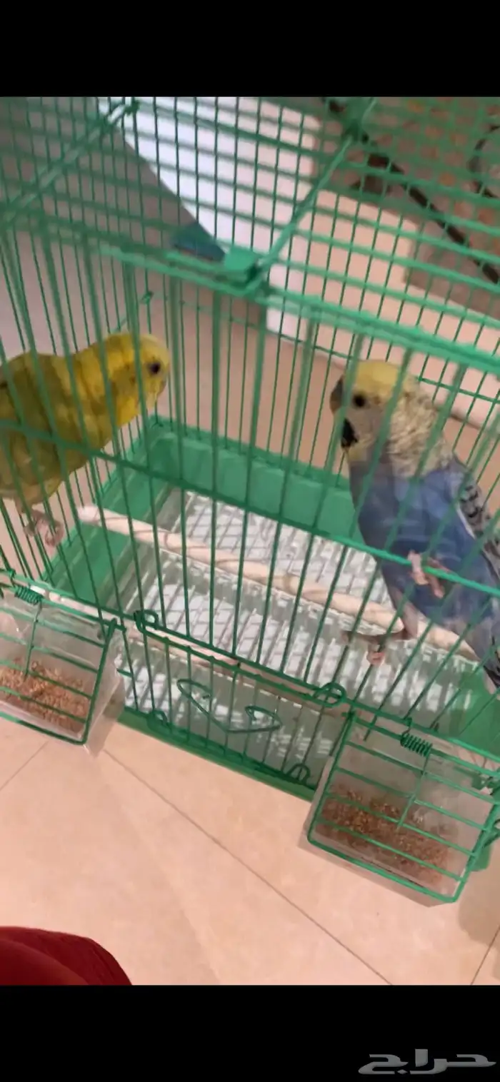 عصافير للبيع 0