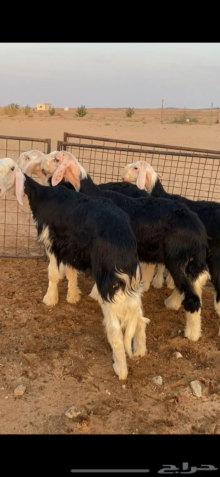 طليان نجد فواخر ونوادر النوادر .. 3