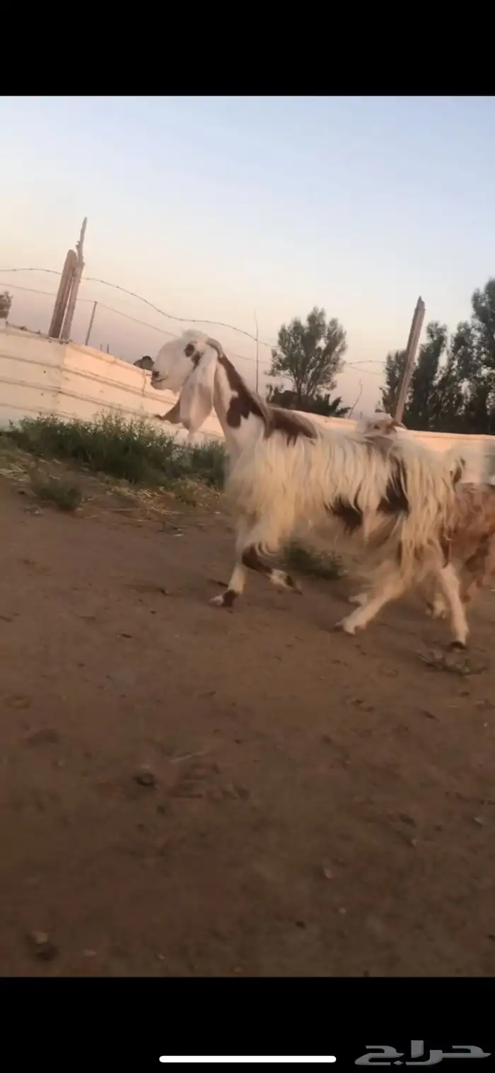 للبيع عنز فاخرة متبوعه ب تيس تم البيع الله يبارك للمشتري 1