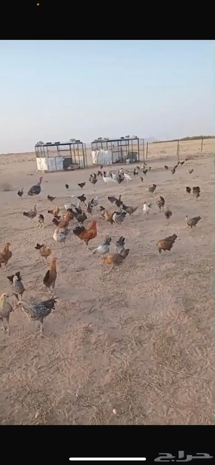 دجاج بلدي وفيومي صحه شرط يسرح 0