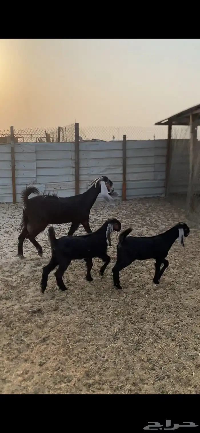 عنز رباع متاومه 0