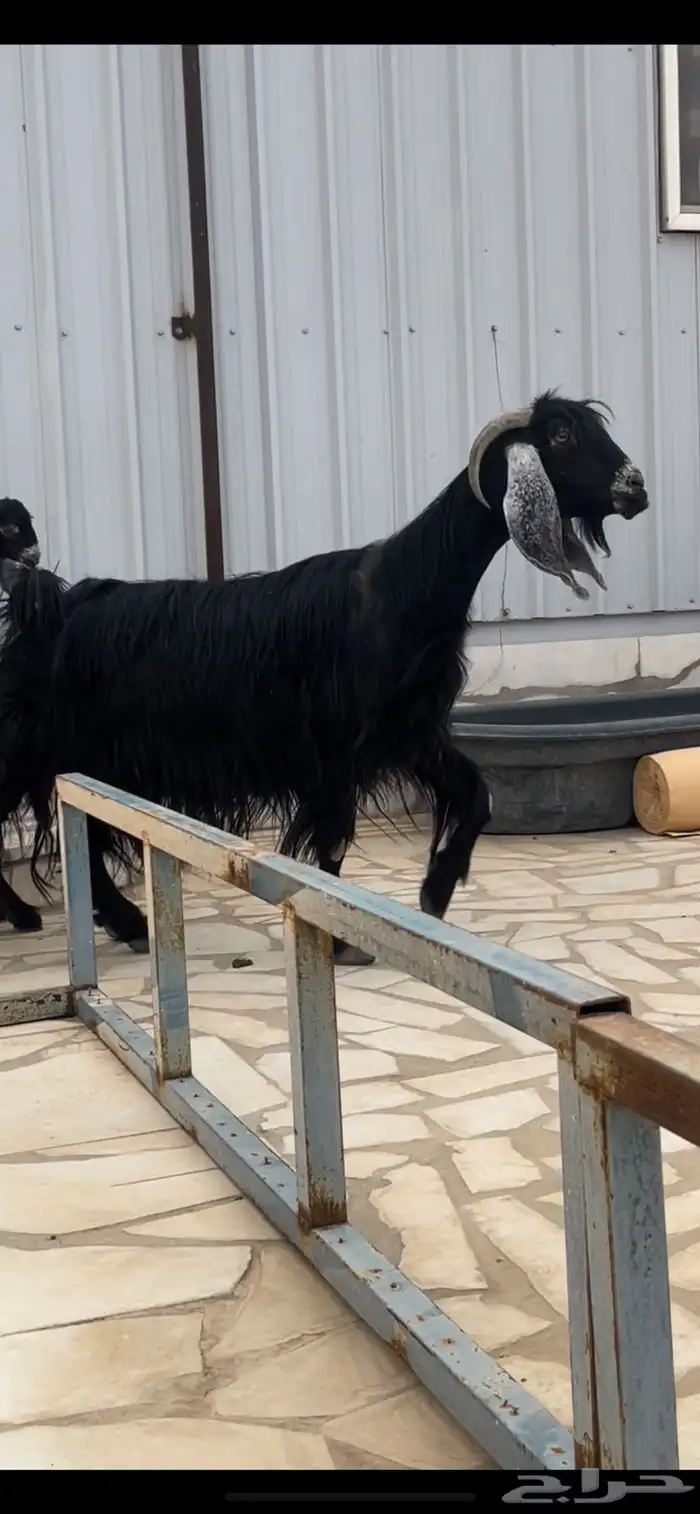 عارضيه معها ثنين تيس وجفره 0