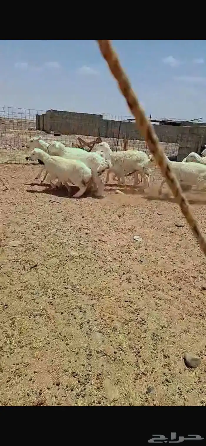 رخال طيبه ونظيفه من غنمي 0