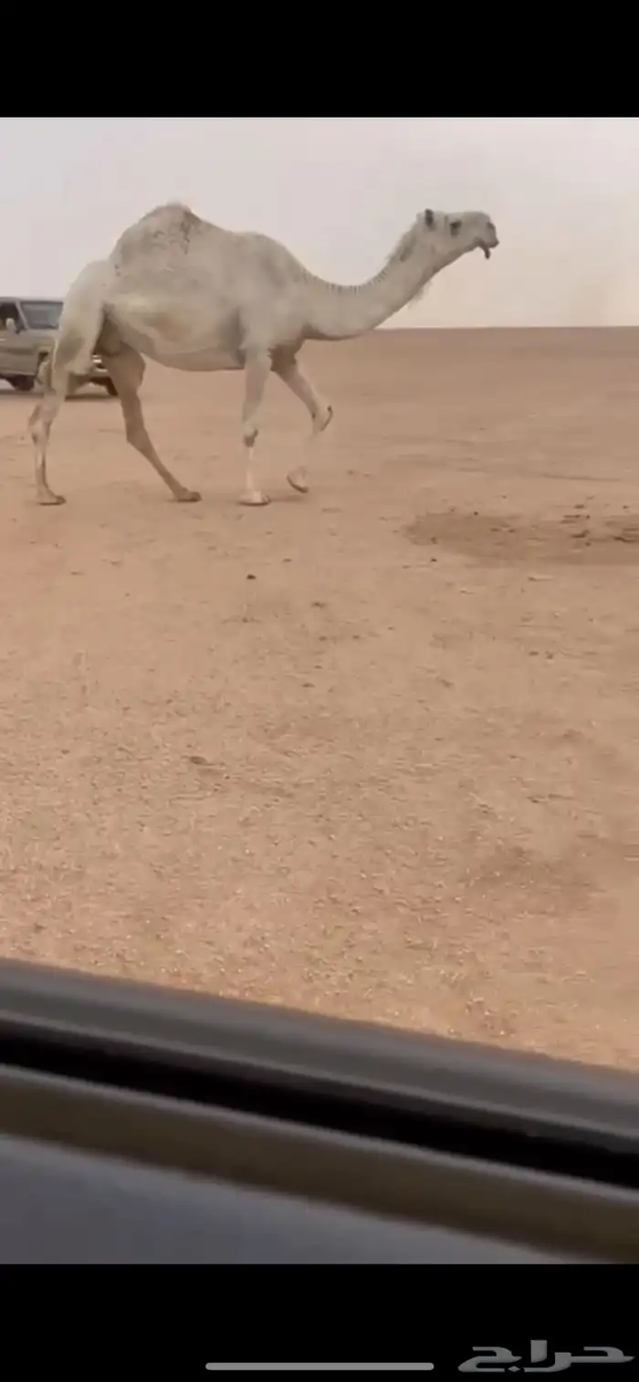 للبيع لقحه كفوو 0