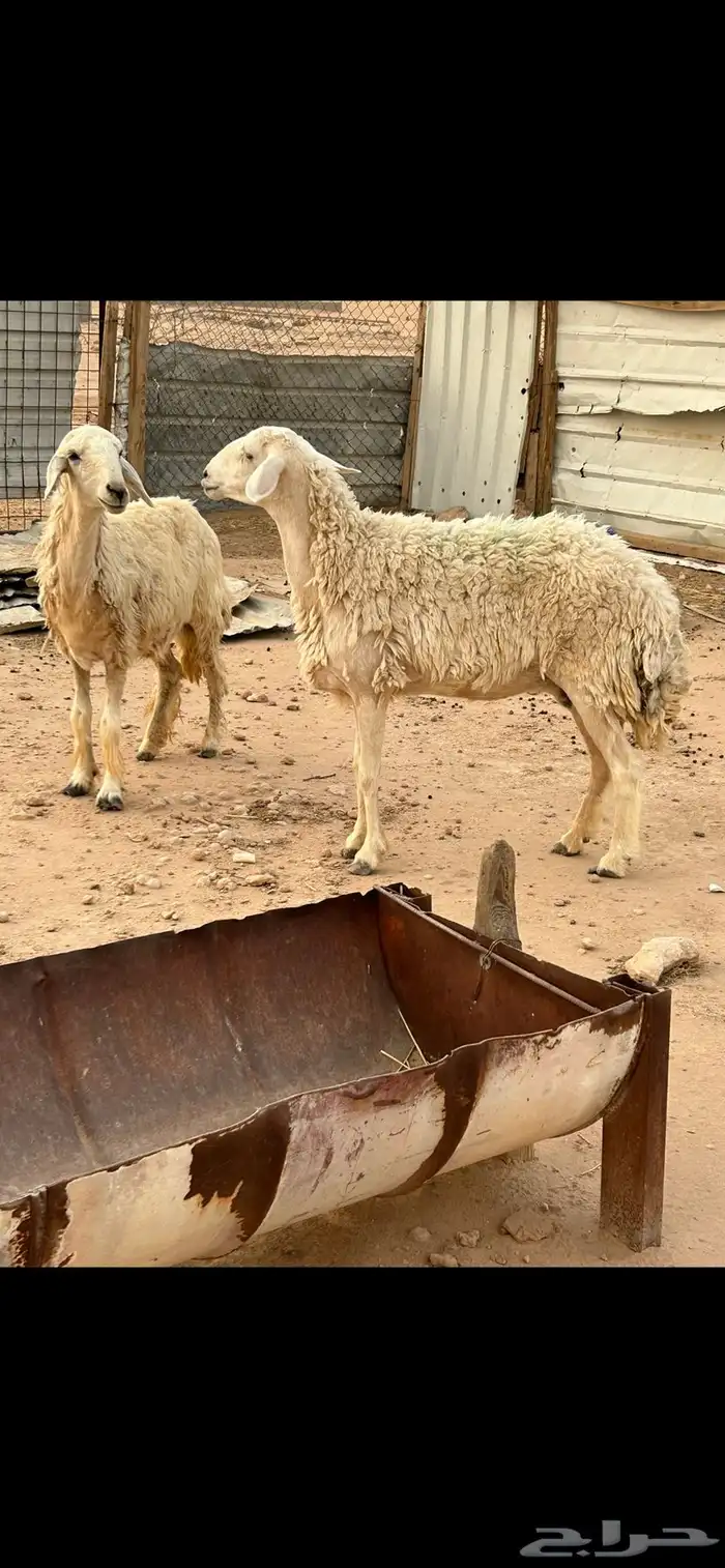 للبيع شياه حريات 2