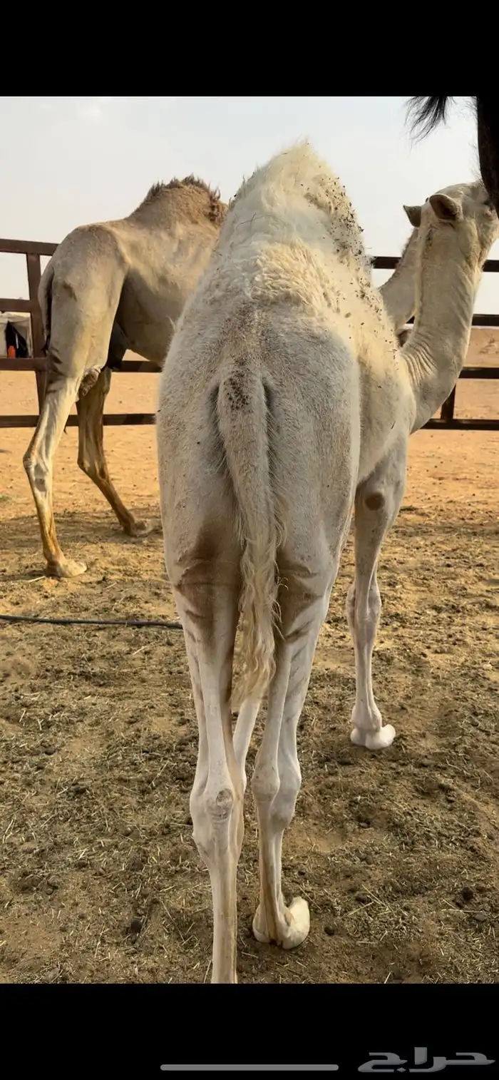 قعود فل شحم 0