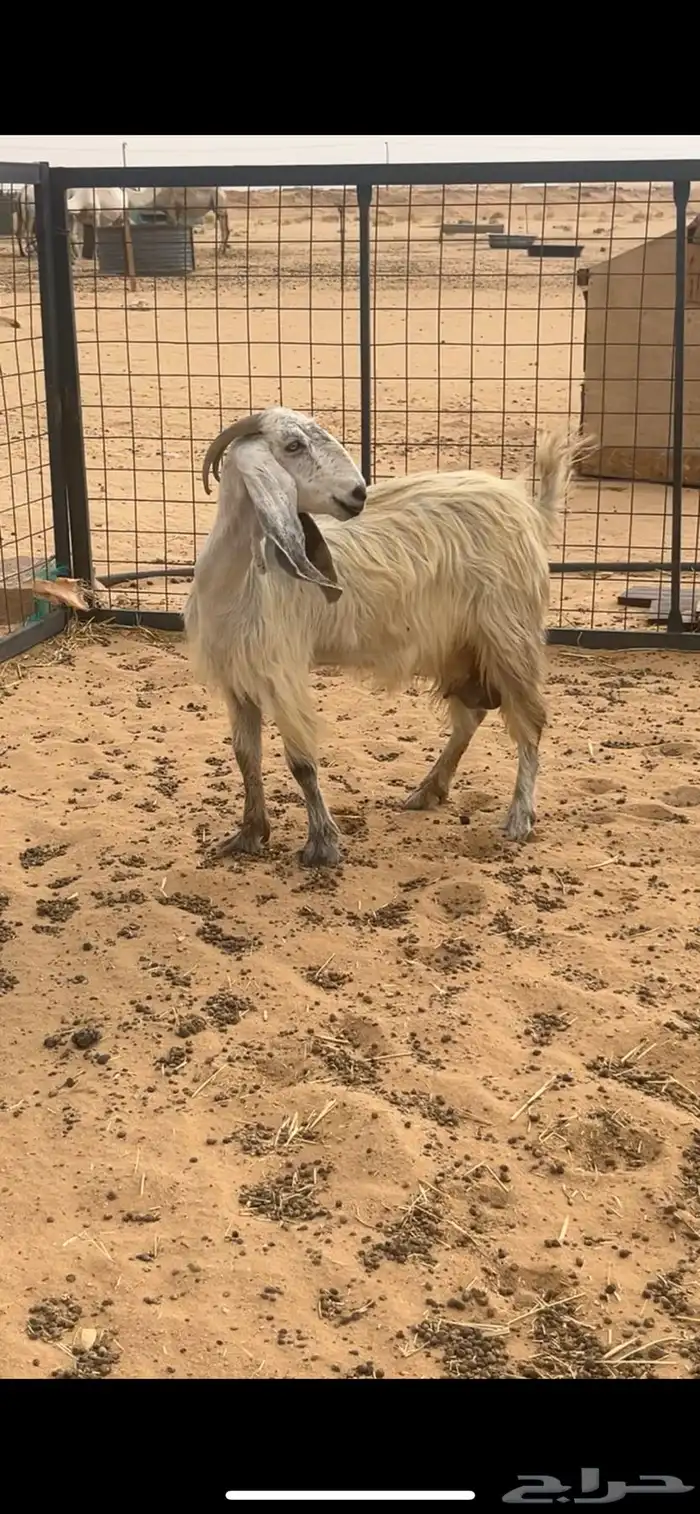 معزا حليب مشاريك ديوسها طيبه 1